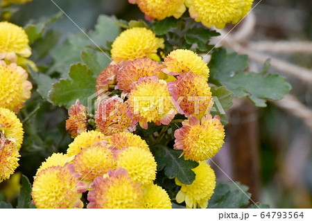 三鷹中原に咲く茶と黄色のキクの花 三鷹中原に咲く茶と黄色のキクの花 64793564