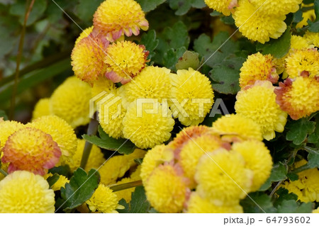 三鷹中原に咲く茶と黄色のキクの花 64793602
