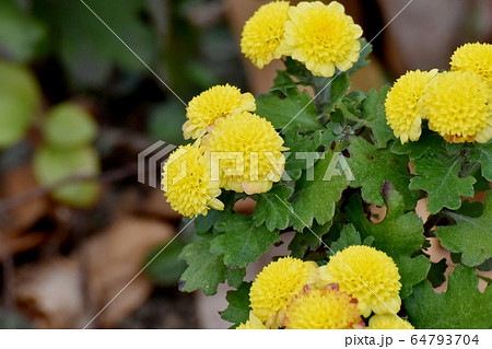 三鷹中原に咲く茶と黄色のキクの花 三鷹中原に咲く茶と黄色のキクの花 64793704