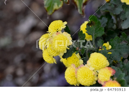 三鷹中原に咲く茶と黄色のキクの花 三鷹中原に咲く茶と黄色のキクの花 64793913