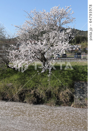 桜・黒井川 64793978