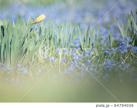 Budding daffodils and a blue flowerbed of muscari Budding daffodils and a blue flowerbed of muscari 64794036