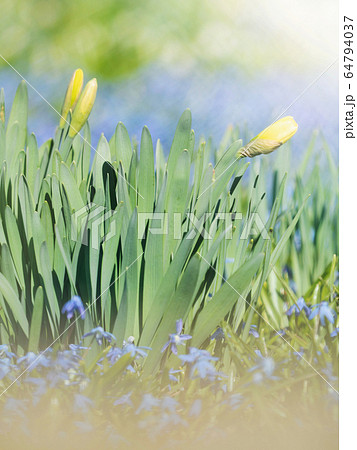 Blue hyacinth in flowerbed around yellow Blue hyacinth in flowerbed around yellow 64794037