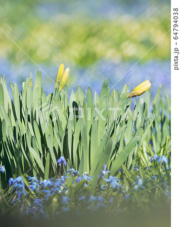 Yellow daffodils in group of blue grape hyacinth Yellow daffodils in group of blue grape hyacinth 64794038