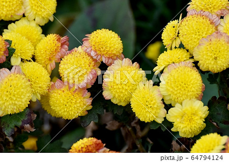三鷹中原に咲く茶と黄色のキクの花 64794124