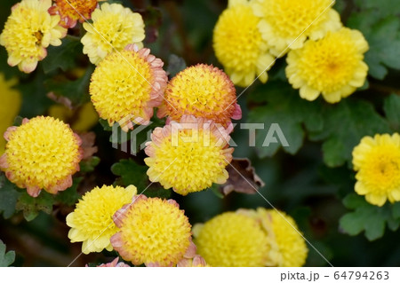 三鷹中原に咲く茶と黄色のキクの花 三鷹中原に咲く茶と黄色のキクの花 64794263