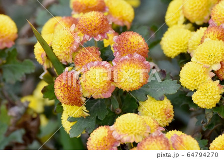 三鷹中原に咲く茶と黄色のキクの花 64794270