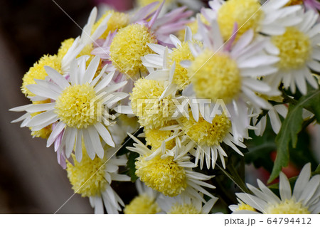 三鷹中原に咲く白と黄色のキクの花 三鷹中原に咲く白と黄色のキクの花 64794412
