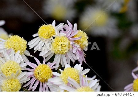 三鷹中原に咲く白と黄色のキクの花 64794417