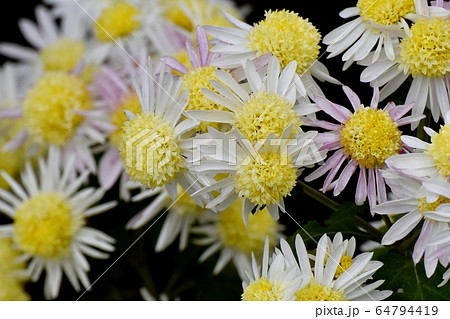 三鷹中原に咲く白と黄色のキクの花 三鷹中原に咲く白と黄色のキクの花 64794419