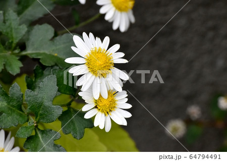 三鷹中原に咲く白いキクの花 64794491