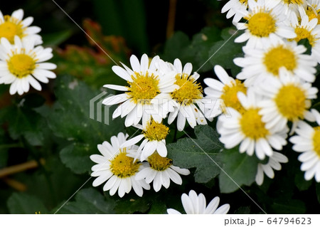 三鷹中原に咲く白いキクの花 三鷹中原に咲く白いキクの花 64794623