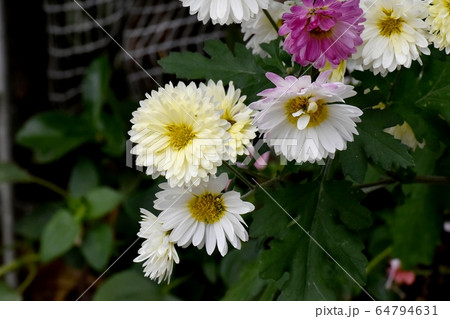 三鷹中原に咲く淡い黄色のキクの花 64794631