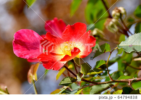 三鷹中原に咲く一重のバラの花(カクテル) 三鷹中原に咲く一重のバラの花(カクテル) 64794838