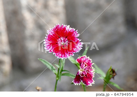 三鷹中原に咲く赤いナデシコの花 三鷹中原に咲く赤いナデシコの花 64794954