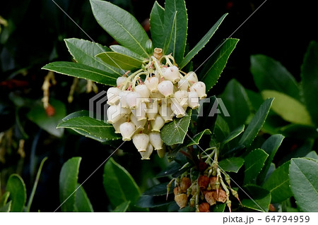 三鷹中原に咲く白いイチゴノキの花 三鷹中原に咲く白いイチゴノキの花 64794959