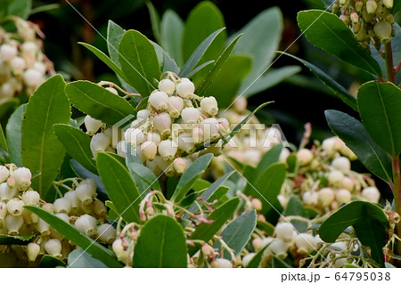 三鷹中原に咲く白いイチゴノキの花 三鷹中原に咲く白いイチゴノキの花 64795038