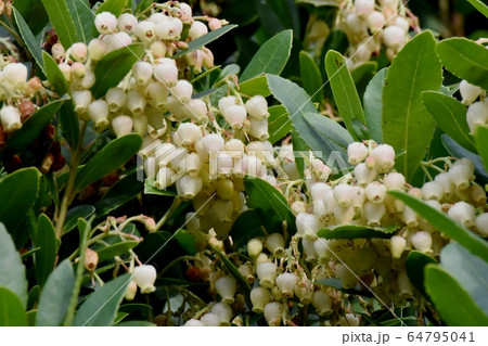 三鷹中原に咲く白いイチゴノキの花 64795041