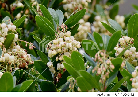 三鷹中原に咲く白いイチゴノキの花 三鷹中原に咲く白いイチゴノキの花 64795042