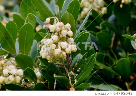 三鷹中原に咲く白いイチゴノキの花 64795045