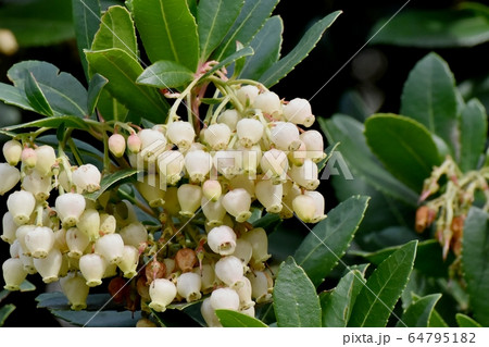 三鷹中原に咲く白いイチゴノキの花 三鷹中原に咲く白いイチゴノキの花 64795182