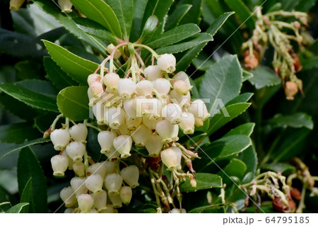 三鷹中原に咲く白いイチゴノキの花 三鷹中原に咲く白いイチゴノキの花 64795185