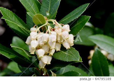 三鷹中原に咲く白いイチゴノキの花 三鷹中原に咲く白いイチゴノキの花 64795189