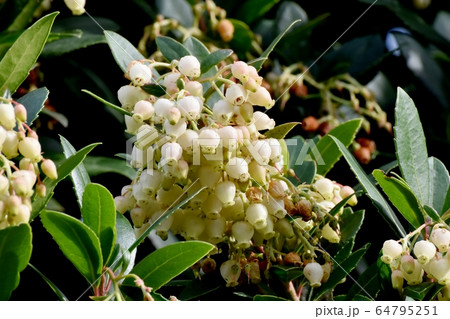 三鷹中原に咲く白いイチゴノキの花 64795251