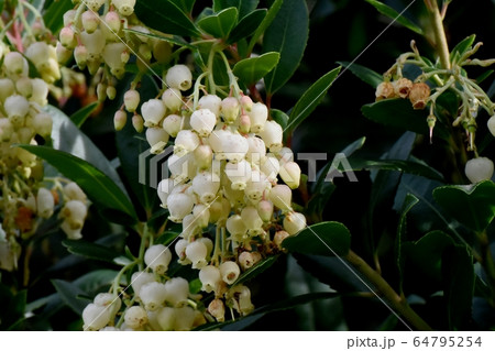 三鷹中原に咲く白いイチゴノキの花 64795254