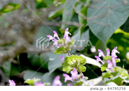 三鷹中原に咲くピンクのホトケノザ 64795256