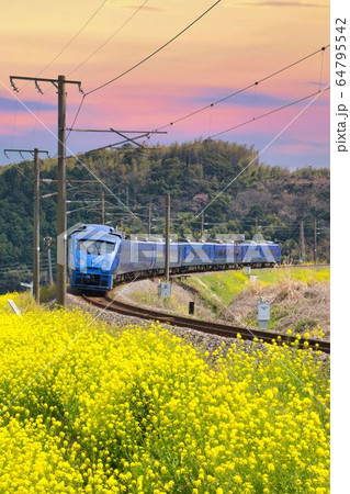 菜の花と列車 菜の花と列車 64795542