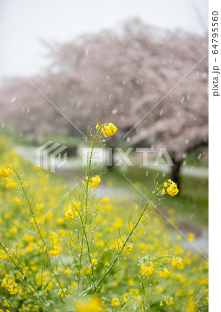 雪の舞う桜並木 雪の舞う桜並木 64795560
