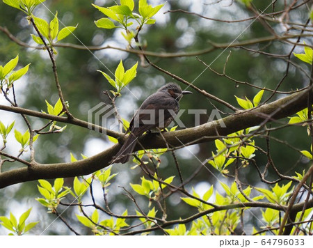 ヒヨドリ 64796033