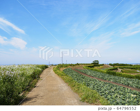 畑（春） 64796552