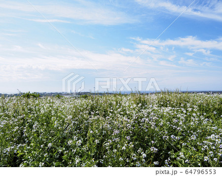 畑(春) 畑(春) 64796553