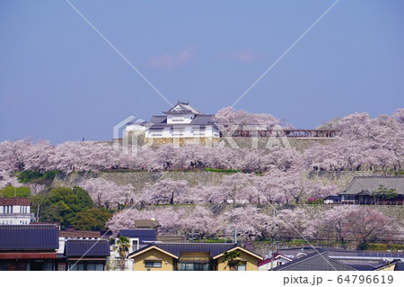 岡山県津山市にあるさくら名所100選のひとつ「鶴山公園（津山城趾）」 64796619