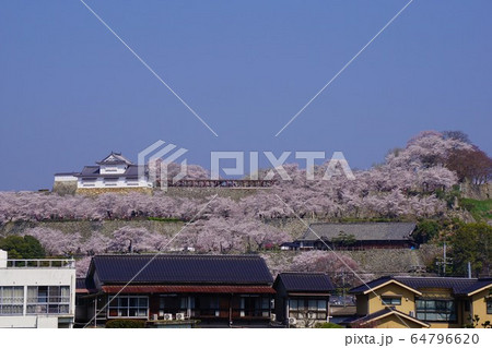 岡山県津山市にあるさくら名所100選のひとつ「鶴山公園（津山城趾）」 64796620
