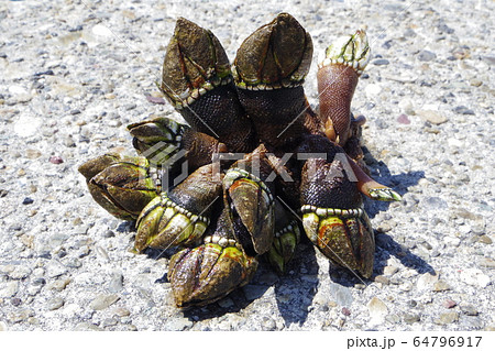 春に旬を迎える海辺のカメノテ 64796917
