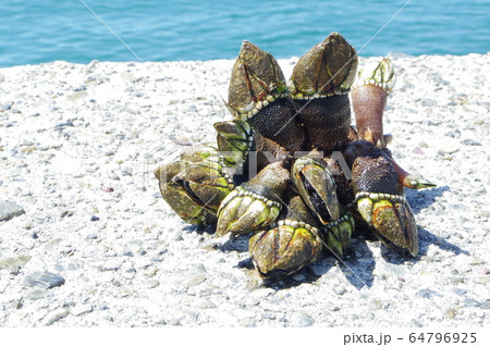 春に旬を迎える海辺のカメノテ 64796925