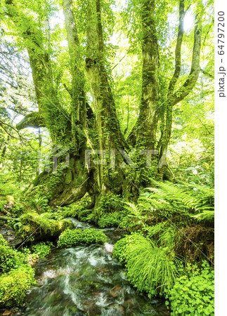 但馬高原植物園　和池の大カツラ　兵庫観光スポット　たじま高原植物園 64797200