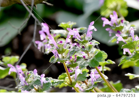 三鷹中原に咲くピンクのホトケノザ 三鷹中原に咲くピンクのホトケノザ 64797253