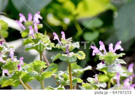 三鷹中原に咲くピンクのホトケノザ 64797255