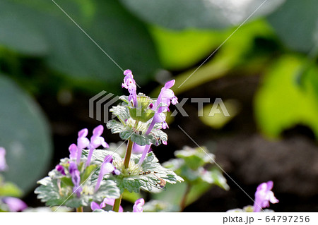 三鷹中原に咲くピンクのホトケノザ 64797256