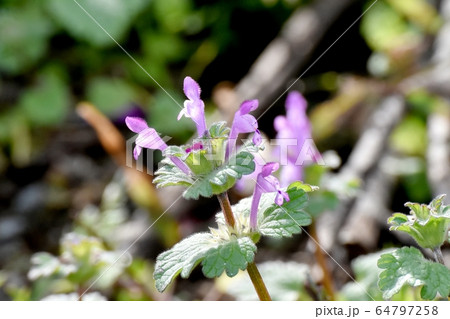 三鷹中原に咲くピンクのホトケノザ 64797258