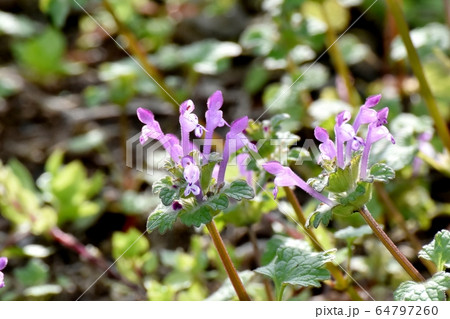 三鷹中原に咲くピンクのホトケノザ 64797260