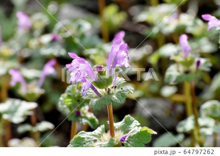 三鷹中原に咲くピンクのホトケノザ 三鷹中原に咲くピンクのホトケノザ 64797262