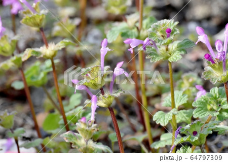 三鷹中原に咲くピンクのホトケノザ 64797309