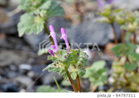 三鷹中原に咲くピンクのホトケノザ 64797311