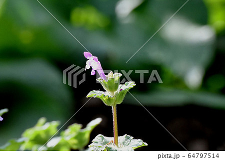 三鷹中原に咲くピンクのホトケノザ 三鷹中原に咲くピンクのホトケノザ 64797514