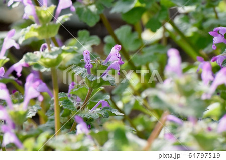 三鷹中原に咲くピンクのホトケノザ 64797519